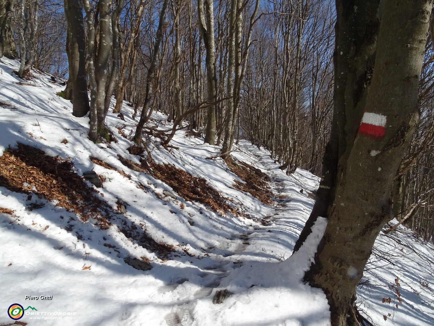 56 Nella faggeta pestando neve in scioglimento.JPG